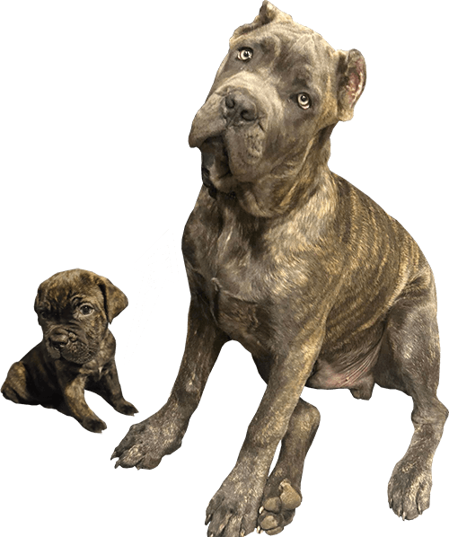 About Image Cane Corso Puppies For Sale