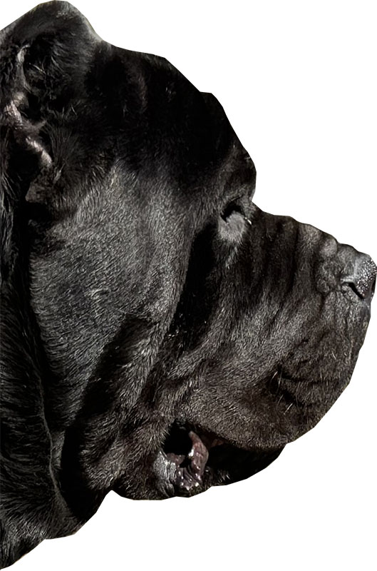 Koda Cane Corso Breed Puppies Murfreesboro Cane Corso Puppies For Sale