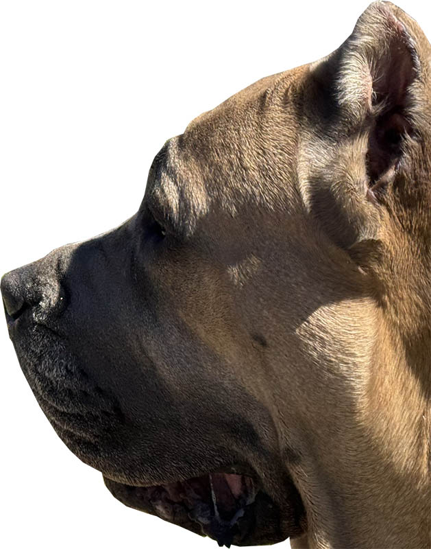 Saber Cane Corso Breed Puppies Murfreesboro Cane Corso Puppies For Sale