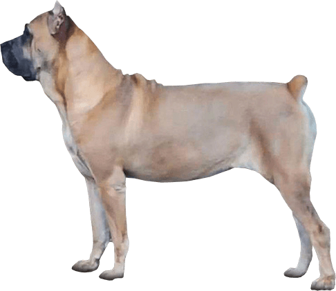 Scandifio Bloodline Cane Corso Puppies Nashville Murfreesboro TN