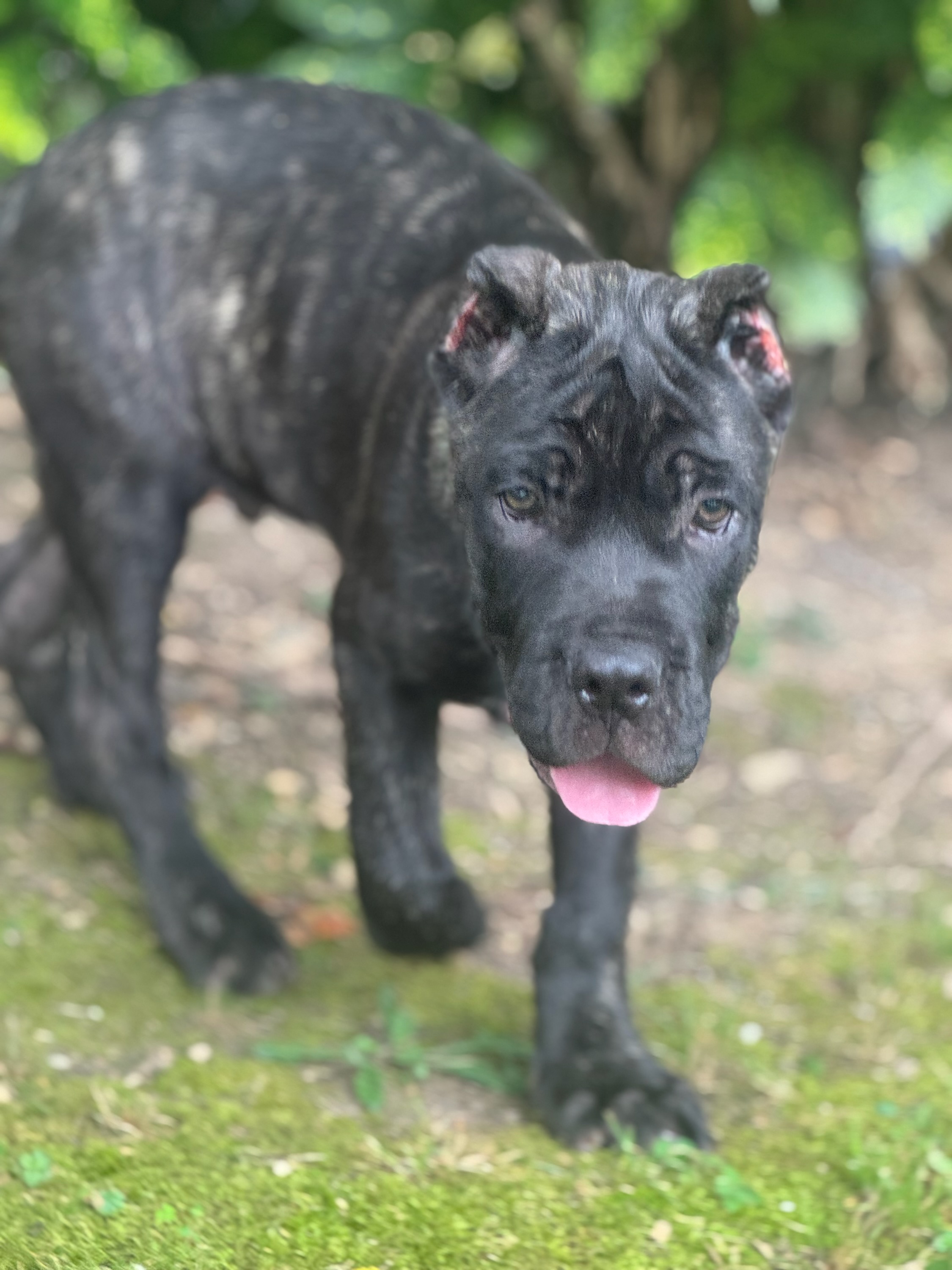 Buy Cane Corso Puppy Nashville